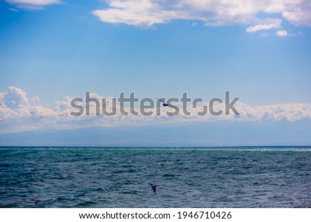 The coast of lake Alakol with a flying birds