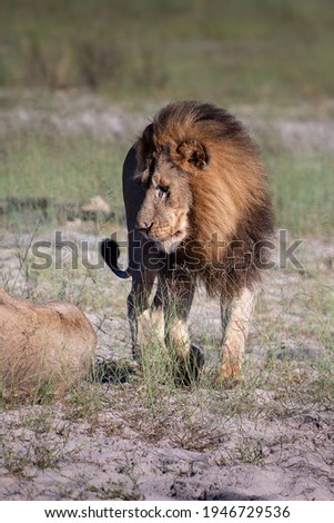 Beautiful Lion Caesar in the golden grass of Masai Mara, Kenya Panthera Leo.