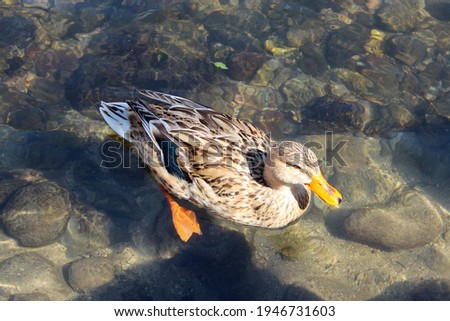 duck swimming in clear water