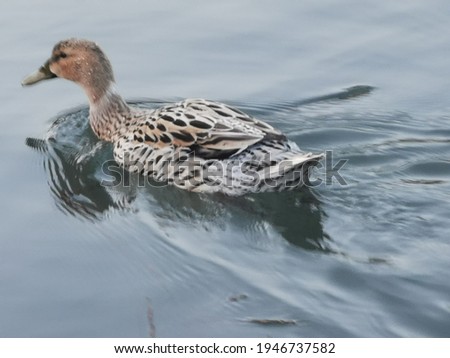 The wild mallard is the ancestor of most domestic ducks, and its naturally evolved wild gene pool gets genetically polluted by the domesticated and feral mallard populations.