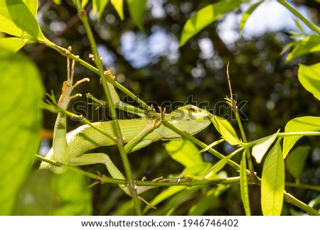 Chameleon on tree branches in the morning