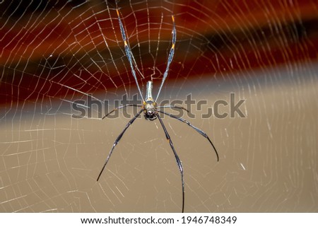 tiger spiders found on the island of Java