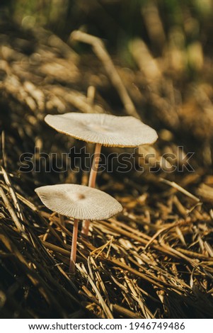 Picture Of A Two Colour Mushrooms