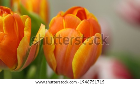 Macro photography of orange tulip petals (flower variety - Queensday) for banner, large format