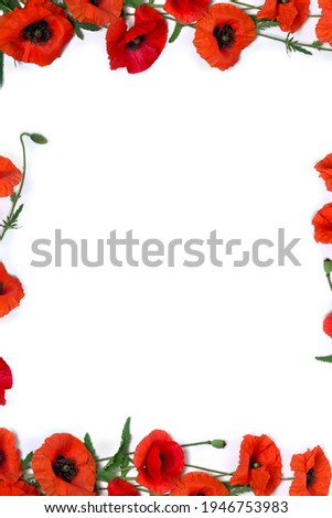 Frame of flowers red poppy and buds ( Papaver rhoeas, corn poppy, corn rose, field poppy, red weed ) on a white background with space for text. Top view, flat lay