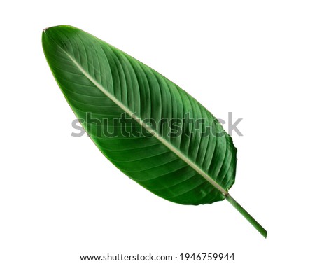 Big green sterlice palm leaf. Macro lens. Flat lay picture. Exotic garden. Fresh and juicy. Green matte wet surface. Great natural texture. White background.
