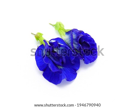 Blue Clitoria ternatea on a white background.