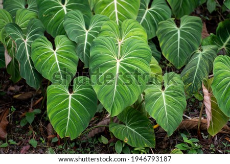 Philodendron Gloriosum growing wild in the rain forest. Green velvet, white vein,  heart shape, rainforest foliage, huge leaf. Suitable for indoor plant. 
 Royalty-Free Stock Photo #1946793187