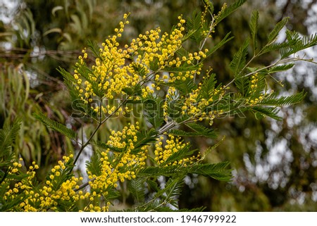 Mimosa Acacia dealbata (silver or blue acacia) in Adler Arboretum Southern Cultures. Yellow fluffy flowers on blurred background of eucalyptus leaves. Selective focus. Spring in Sochi. Royalty-Free Stock Photo #1946799922