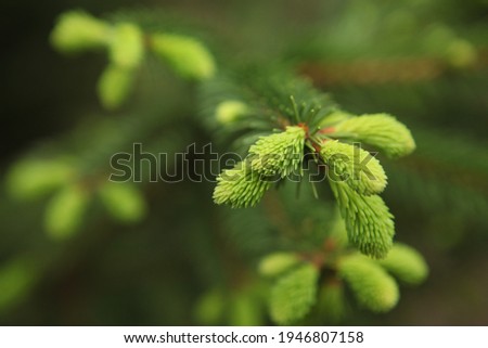 blooming fir branch. Fir branches with fresh shoots in spring. Young growing fir tree sprouts on branch in spring forest. Spruce branches on a green background. fir branch with green buds 6 Royalty-Free Stock Photo #1946807158