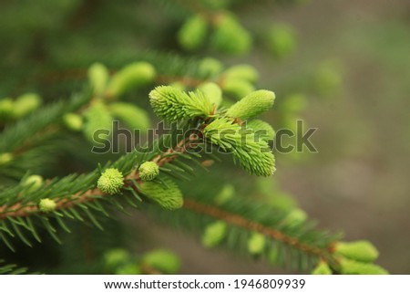 blooming fir branch. Fir branches with fresh shoots in spring. Young growing fir tree sprouts on branch in spring forest. Spruce branches on a green background. fir branch with green buds   Royalty-Free Stock Photo #1946809939