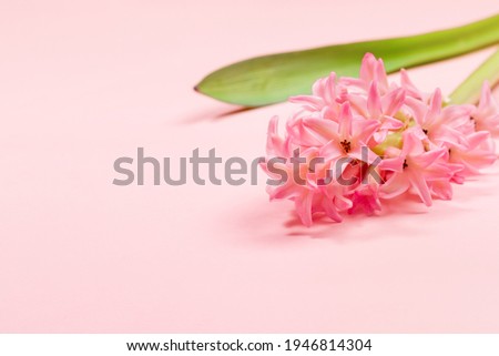 One hyacinth flower on pastel pink background close up. Wedding, Women's day, Valentine's or Mother's day festive minimal floral greeting card or invitation. Copy space. Horizontal orientation.