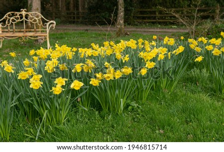 Spring Flowering Bright Golden Yellow Daffodils (Narcissus 'King Alfred') Growing in a Green Grass Meadow in a Garden in Rural Devon, England, UK Royalty-Free Stock Photo #1946815714