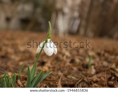 Single snowdrop in the garden. Blooming winter flower. Simple and beautiful plant outside. Card for mother's day with place for text.