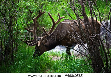 picture of a grass eating deer 