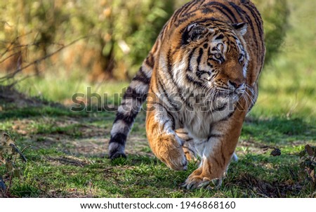 a picture of a running tiger