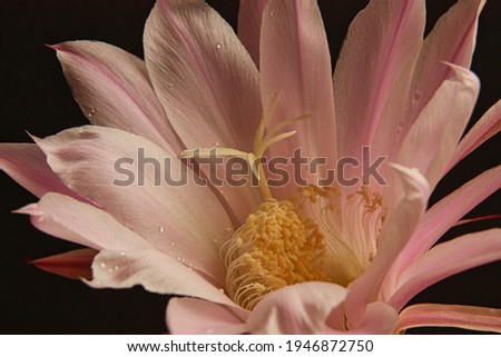 Pink cactus blossom in front of black background