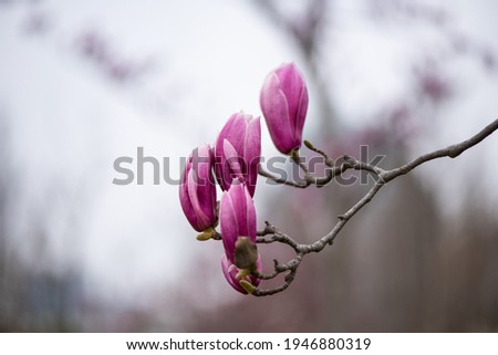 Magnolia pink blossom tree flowers, close up branch, outdoor.