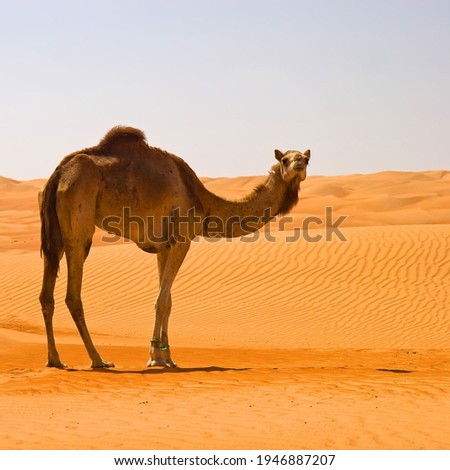 A wonderful picture of a camel in the desert in the Middle East