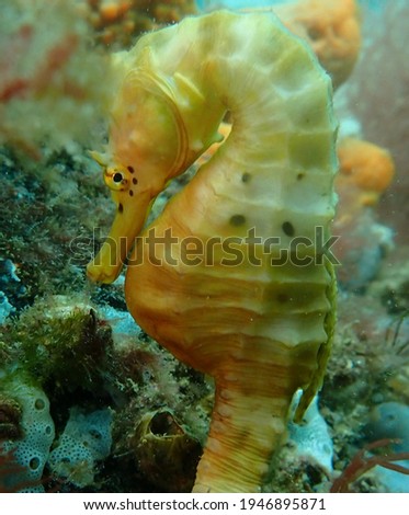 Yellow big bellied seahorse close up