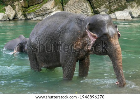 Asian elephant elephas maximus mother and baby bathing in Buluh river at Tangkahan Elephant Sanctuary, Gunung Leuser National Park, North Sumatra, Indonesia