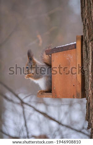 A cute gray squirrel sits on a feeder and eats. Winter Park.