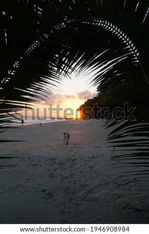  Sunset on the beach - Radhanagar Beach, Andaman and Nicobar Islands, India                             