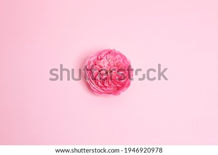 This is a picture of a deep pink flower in the middle of a pink background.
you can be used for design and various contents.
