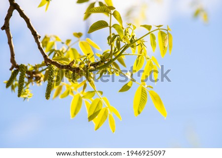 Walnut blooms. Green buds of walnut on tree branch on blurred background.