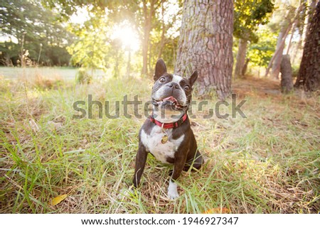 boston terrier in the forest