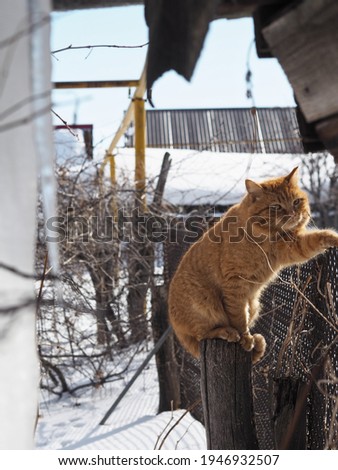Street red cat basking in the sun in winter, sitting on the fence.Background about pets.