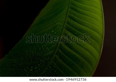 Natural background with banana leaf and water droplets