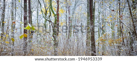 Panoramic view of mysterious swampy autumn forest. Green and golden leaves. Trees covered with hoarfrost and first snow. Early winter. Atmospheric landscape. Ecotourism, nature, environment, seasons