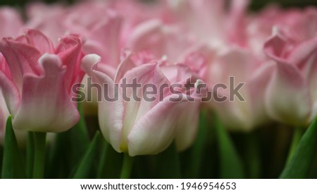 Macro photography  of the pink tulip petals (flower variety - Crown Dynasty) in selective focus  on blurry pink background, large format Royalty-Free Stock Photo #1946954653