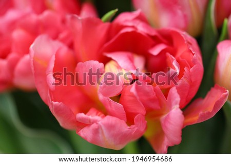 Macro photography of pink open tulip (tulip variety - San Remo), large format