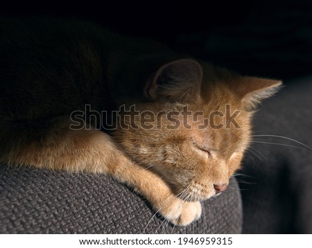 Side view picture of an orange domestic cat laying half in the sun and half in the shadow in a couch