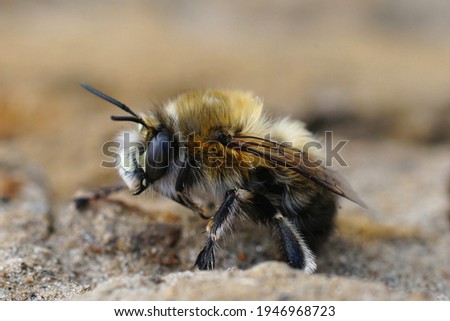 Closeup of a male of the hairy-footed flower bee , Anthophora plumipes