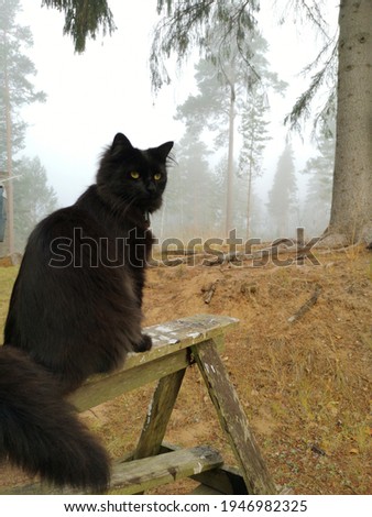 Black cat sittning on a sawhorse on a foggy morning 