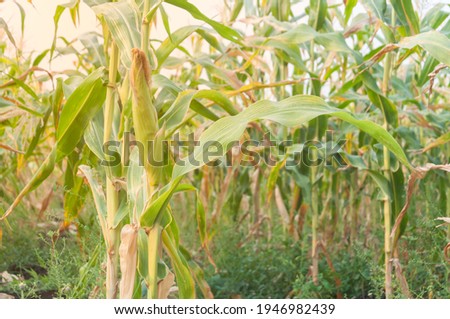 Corn field in early sunset light