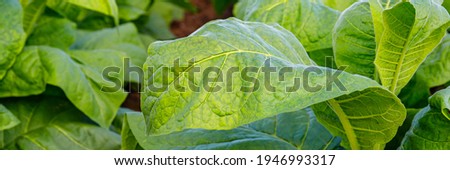 Cultivated tobacco ( Nicotiana tabacum ) huge green leaves. Virginia Tobacco leaves, closeup. Big tobacco leaves in sunny day. Banner. 