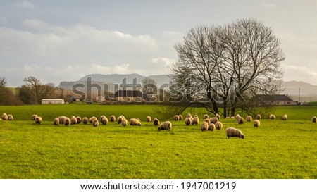 Sheep grazing in a green lowland Scottish field, on a cloudy winter day, Dumfries and Galloway, Scotland Royalty-Free Stock Photo #1947001219