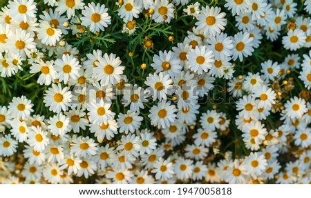 A bush of daisies on a background of green grass.