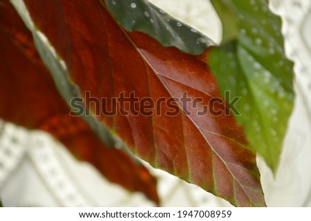 red and green plant leaf in macro