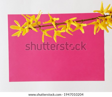 Pink background and flowering branch of tree with amazing seasonal yellow flowers,elegant beautiful artistic image,free space spring template,copy space for the text,contrast pink and yellow color.