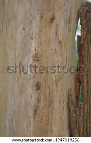 Raw wood - tree devoid of bark. Urban park in daylight. Background with theme of nature, wood and greenery. 