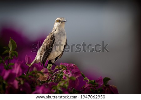 A tropical mockingbird (Mimus gilvus) sits in a typical alert position on top of a purple bush