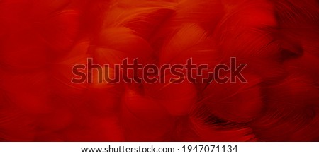 A bright red feather. Abstract textured background made of bird plumage. Cabaret, holiday. Banner. Close-up, soft focus