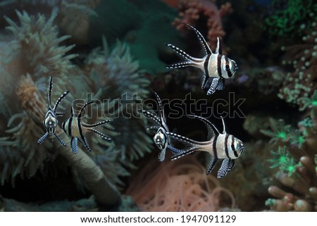 Beautiful fish on the seabed and coral reefs, underwater beauty of fish and coral reefs, Banggai cardinalfish (Pterapogon kauderni)