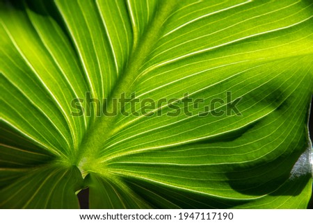 Green leaf texture through by light. Close up of green leave. A beautiful fresh green leaf highlighted by the sun.  Royalty-Free Stock Photo #1947117190