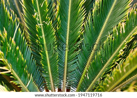 green palm leaf close up